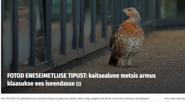 Metsis